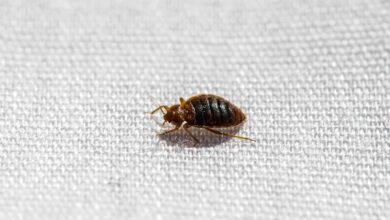تعبیر خواب ساس 🐜 (کامل و رایگان | از نظر معبران و موضوعات مختلف)