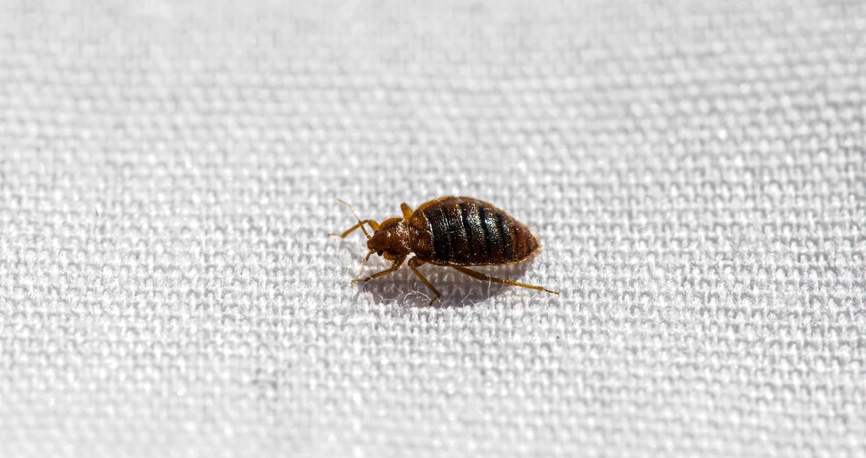 تعبیر خواب ساس 🐜 (کامل و رایگان | از نظر معبران و موضوعات مختلف) تعبیر خواب ساس 🐜 (کامل و رایگان | از نظر معبران و موضوعات مختلف)