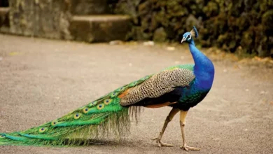 تعبیر خواب طاووس🦚 (کامل و رایگان | از نظر معبران و موضوعات مختلف)