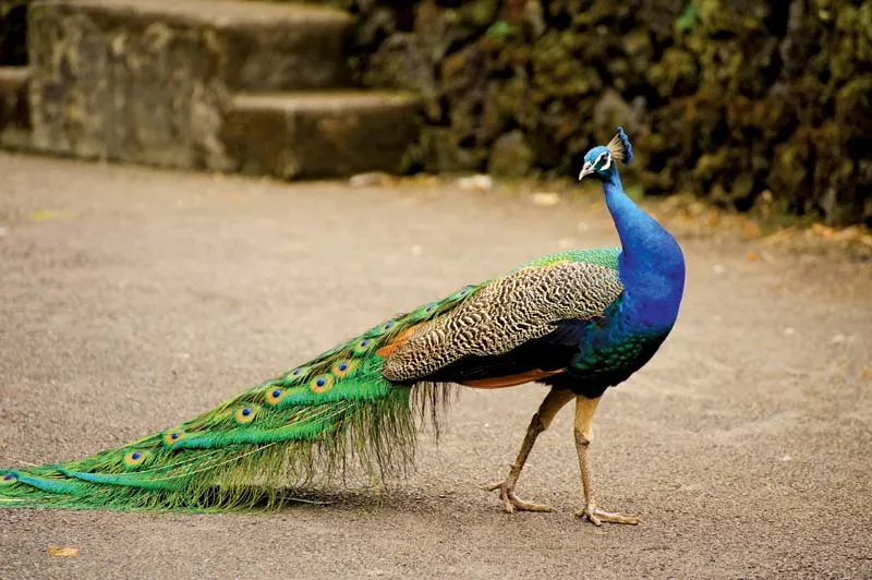 تعبیر خواب طاووس🦚 (کامل و رایگان | از نظر معبران و موضوعات مختلف) تعبیر خواب طاووس🦚 (کامل و رایگان | از نظر معبران و موضوعات مختلف)