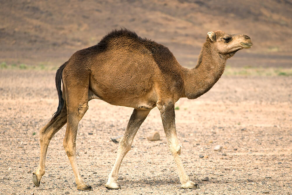 تعبیر خواب شتر🐫 (کامل و رایگان | از نظر معبران و موضوعات مختلف)