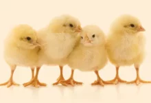 تعبیر خواب جوجه🐥 (کامل و رایگان | از نظر معبران و موضوعات مختلف)