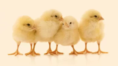 تعبیر خواب جوجه🐥 (کامل و رایگان | از نظر معبران و موضوعات مختلف)