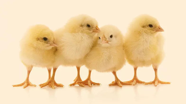 تعبیر خواب جوجه🐥 (کامل و رایگان | از نظر معبران و موضوعات مختلف) تعبیر خواب جوجه🐥 (کامل و رایگان | از نظر معبران و موضوعات مختلف)