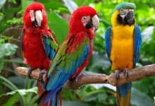 تعبیر خواب طوطی🦜 (کامل و رایگان | از نظر معبران و موضوعات مختلف)