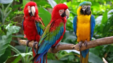 تعبیر خواب طوطی🦜 (کامل و رایگان | از نظر معبران و موضوعات مختلف)