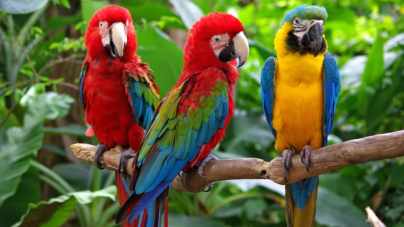 تعبیر خواب طوطی🦜 (کامل و رایگان | از نظر معبران و موضوعات مختلف)