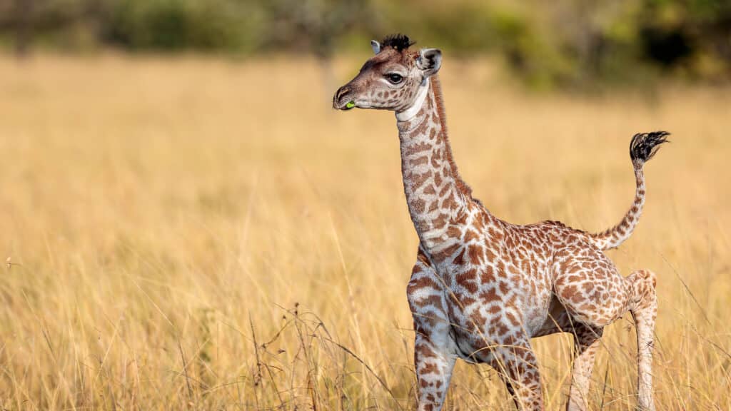 تعبیر خواب زرافه 🦒 (کامل و رایگان | از نظر معبران و موضوعات مختلف)