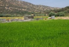 آدرس و تلفن وزارت جهاد کشاورزی در اراک