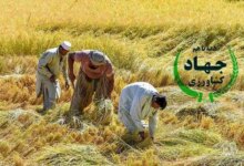 آدرس و تلفن وزارت جهاد کشاورزی در بیرجند