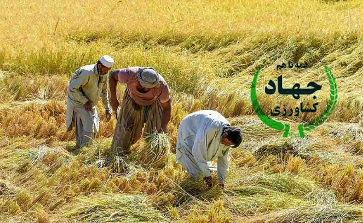 آدرس و تلفن وزارت جهاد کشاورزی در بیرجند