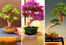بونسای لوکس آپارتمانی (جدیدترین مدل های ترند امسال ۱۴۰۴ - ۲۰۲۵)