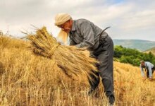 روز جهانی کشاورز چه روزی است ؟
