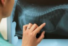 لیست آدرس و تلفن مراکز رادیولوژی و سونوگرافی در شهر بندرعباس