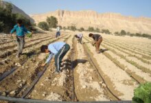 لیست وزارت جهاد کشاورزی در بندرعباس + آدرس و تلفن