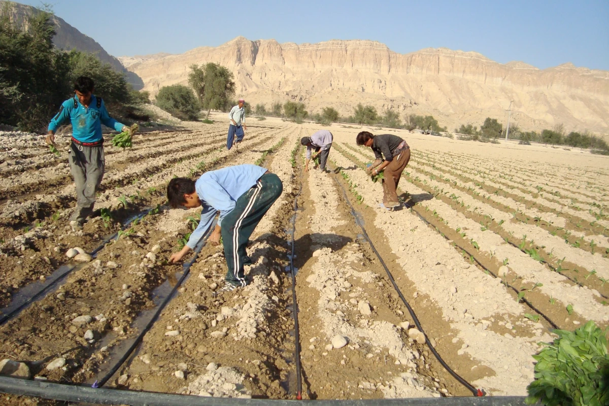 لیست وزارت جهاد کشاورزی در بندرعباس + آدرس و تلفن