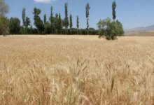 لیست وزارت جهاد کشاورزی در قم + آدرس و تلفن