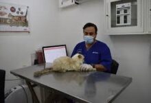 لیست کلینیک های دامپزشکی و پت شاپ های یاسوج + آدرس و تلفن
