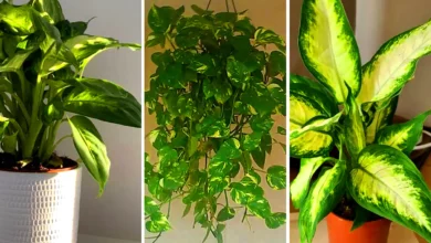گلدان کلاسیک و مقاوم (جدیدترین مدل های ترند امسال ۱۴۰۴ - ۲۰۲۵)