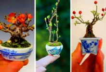 گیاه بونسای مینیمال (جدیدترین مدل های ترند امسال ۱۴۰۴ - ۲۰۲۵)