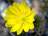 آدونیس (2 نکته مهم)