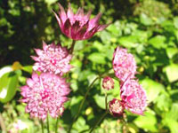 آسترانتیا (ستاره گون) (2 نکته مهم)