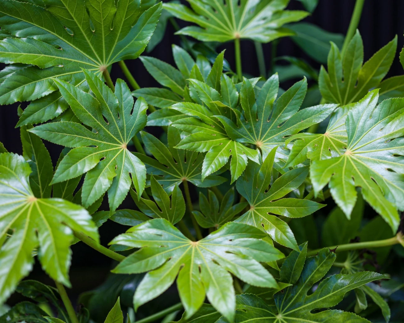 آموزش پرورش و نگهداری گیاه آپارتمانی آرالیا دروغین (2 نکته مهم)