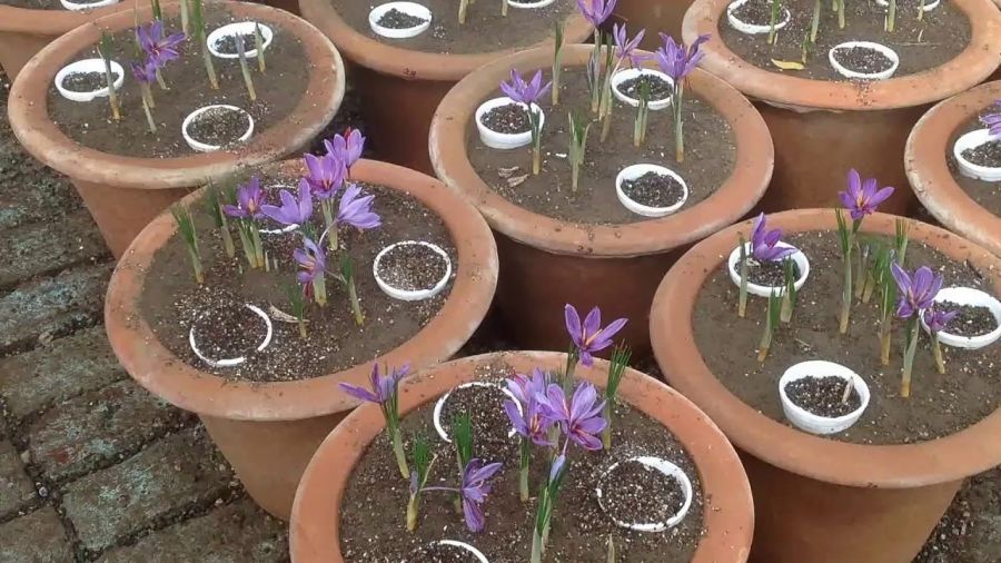 آموزش گام به گام پرورش زعفران در منزل (2 نکته مهم)
