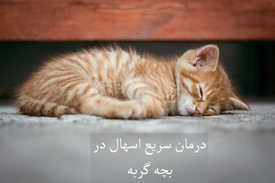 اسهال در بچه گربه :: علل و درمان سریع خانگی (2 نکته مهم)