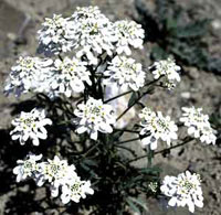 اسیبریس (2 نکته مهم)
