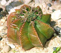افوربیا (2 نکته مهم)