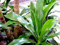 برگ عبائی (2 نکته مهم)