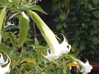 تاتوره (2 نکته مهم)