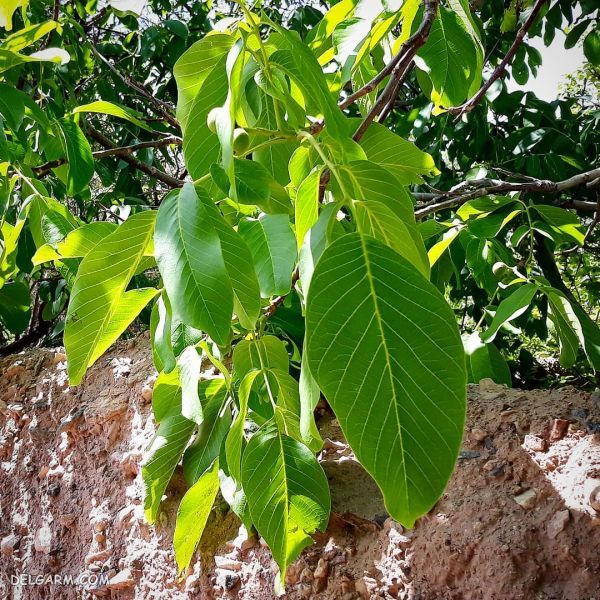 عرق برگ درخت گردو