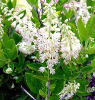 درختچه فلفل شیرین (2 نکته مهم)