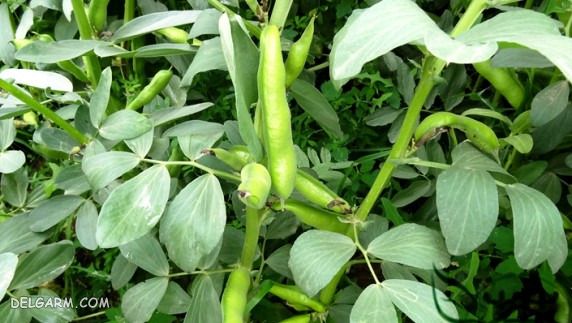 baghali