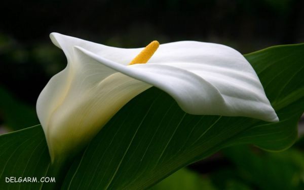 گل شیپوری