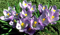 زعفران زینتی (2 نکته مهم)