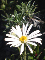 سلمیزیا (2 نکته مهم)