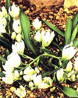 سنبل مقاوم (2 نکته مهم)