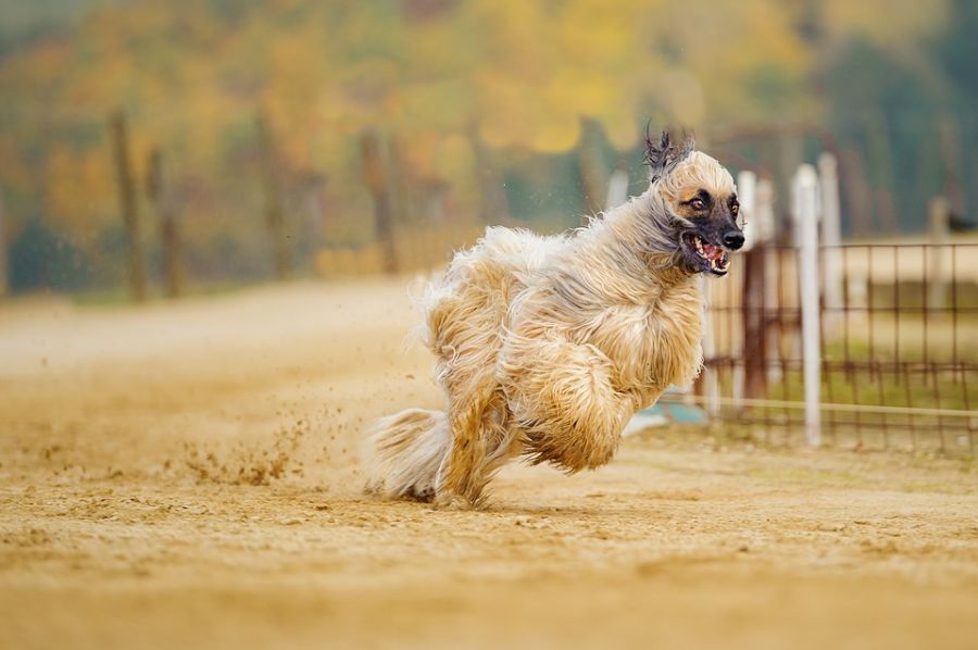 سگ نژاد افغان هوند (Afghan Hound) (2 نکته مهم)