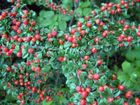 شیرخشت صخره‌ای (2 نکته مهم)