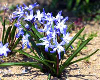 شینودوکسا (2 نکته مهم)