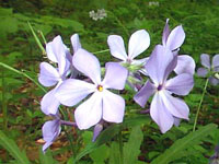 فلوکس آبی (2 نکته مهم)