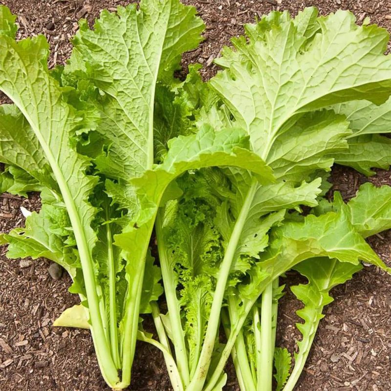 فواید شگفت انگیز برگ خردل برای سلامت بدن (2 نکته مهم)