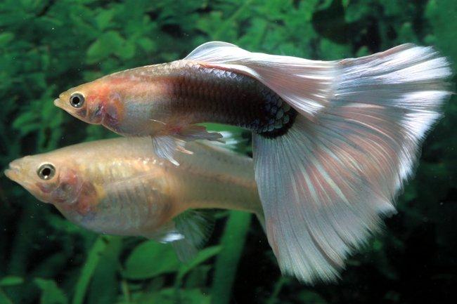 معرفی ماهی های آکوایومی و زینتی-ماهی گوپی(Poecilia Reticulata) (2 نکته مهم)
