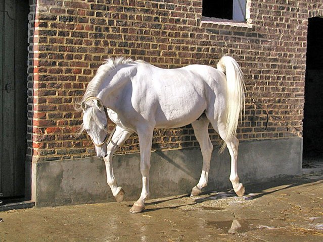 اسب عرب 