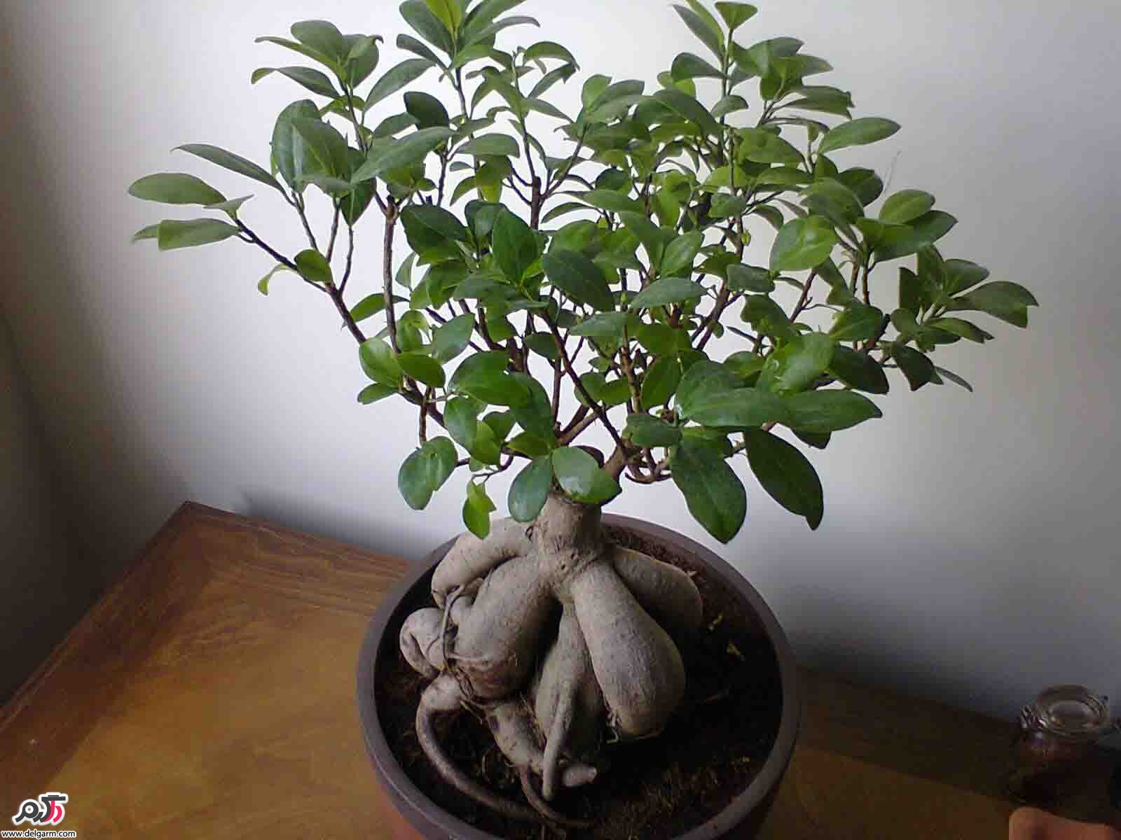 کاشت بن سای
