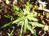 نلیا (2 نکته مهم)