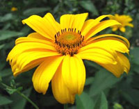 هلیوپسیس (2 نکته مهم)